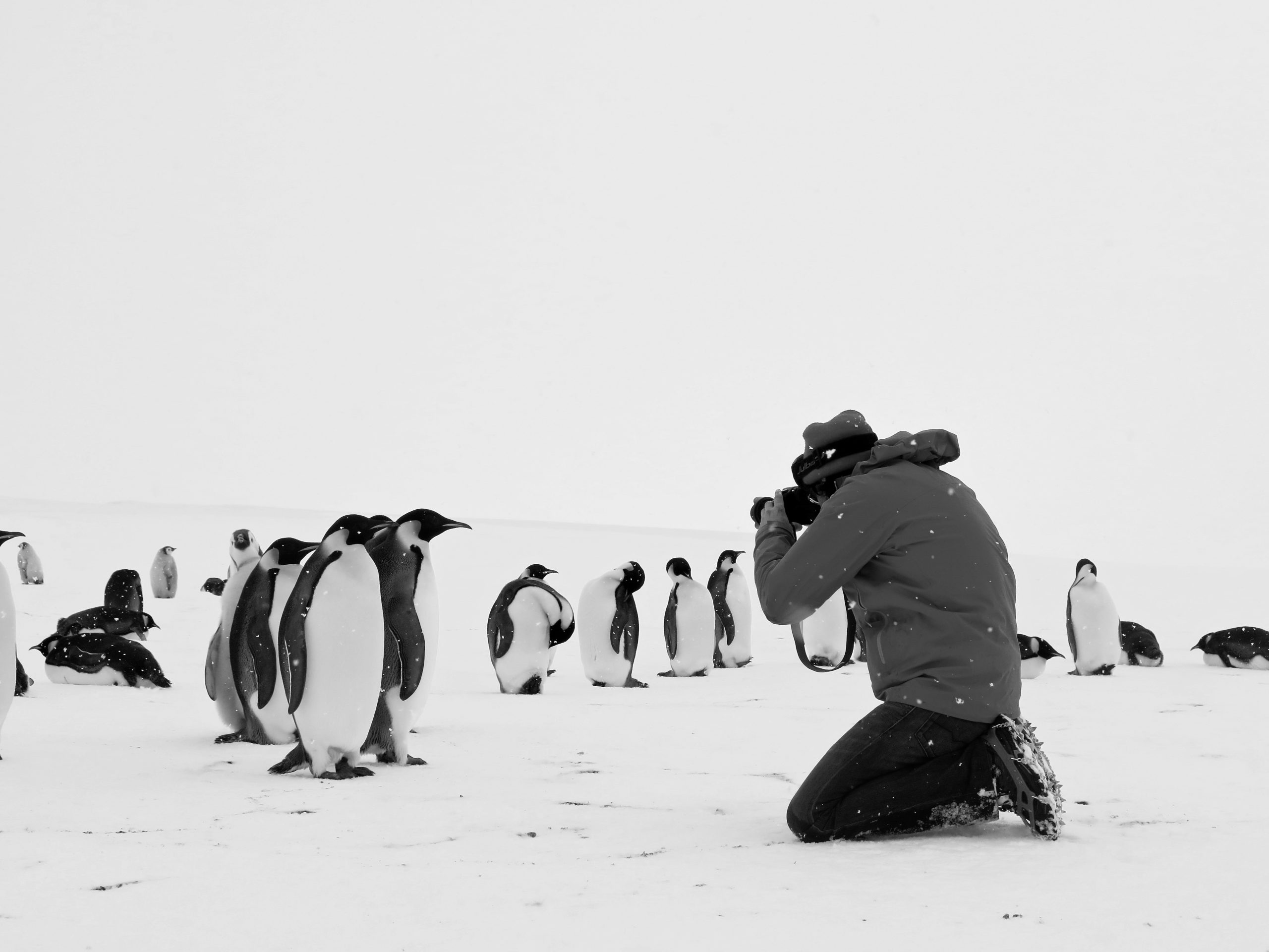 Les manchots Empereur prennent la pose ©Cédric Gentil_Expédition Wild-Touch Antarctica!